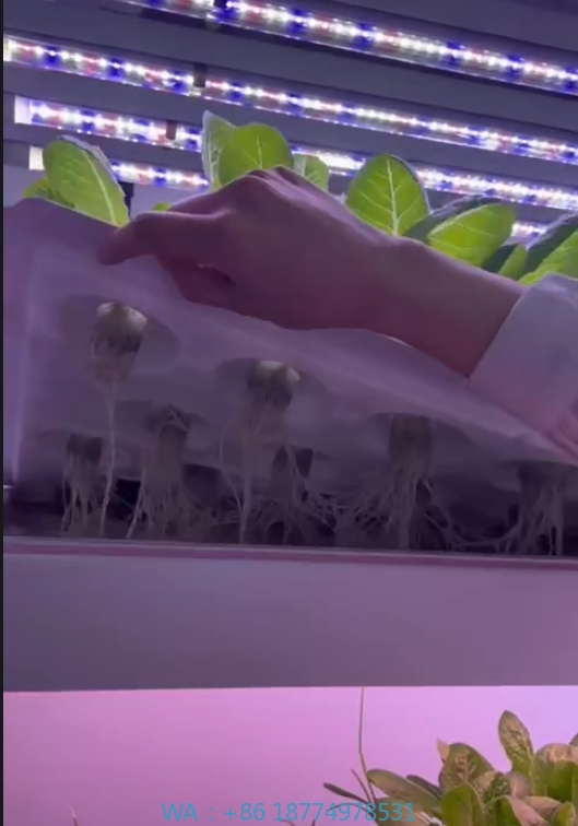 온실 농업 장비 버섯 채소 과일 재배 수직 농장 수경  - Agriculture Farming System 리뷰 및 가격