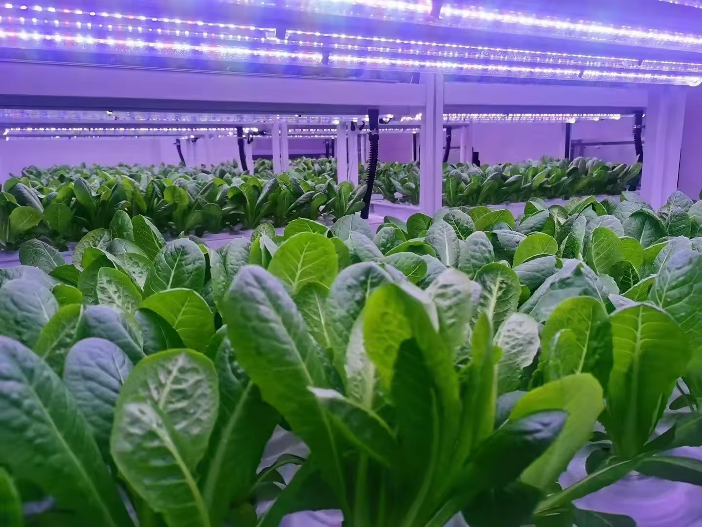 온실 농업 장비 버섯 채소 과일 재배 수직 농장 수경  - Agriculture Farming System 리뷰 및 가격